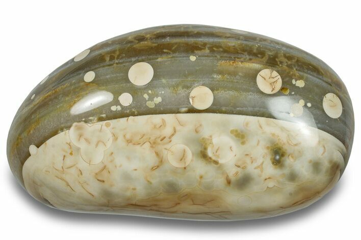 Colorful, Polished Agate Palm Stone - Madagascar #256368